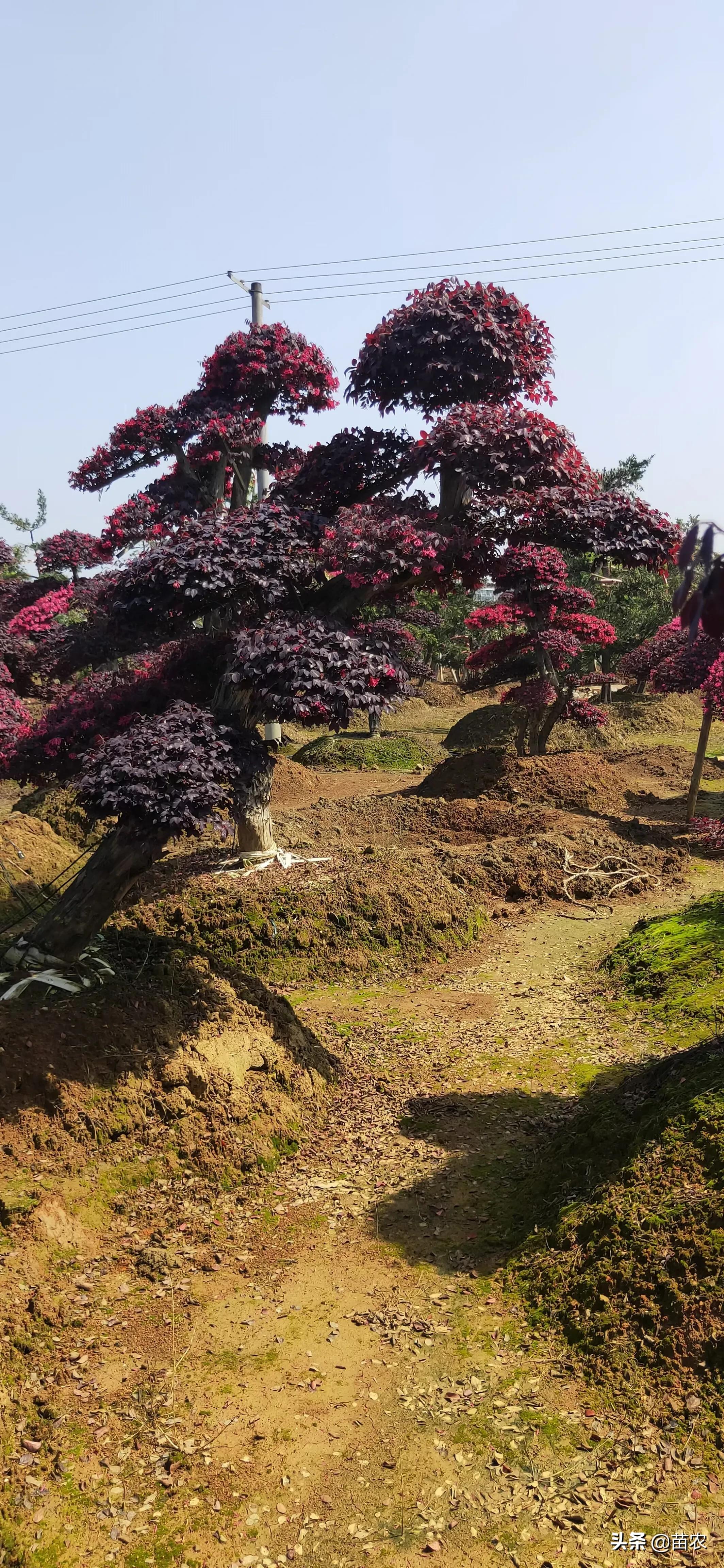 精品红花檵木老桩盆景,红花檵木球形老桩