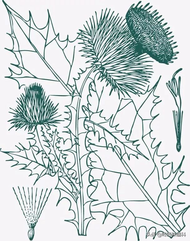 公认最好的护肝药,提高免疫力护肝抗癌的中草药