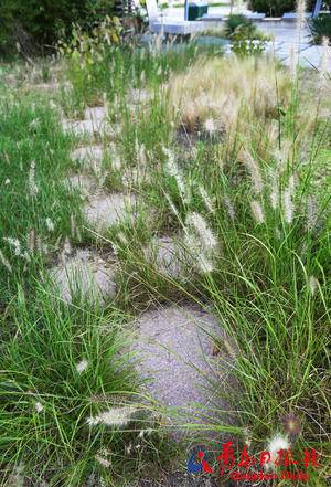 荒草掩路空空荡荡，多个展馆铁将军把门：被李沧区长打零分的世博园究竟怎么了？