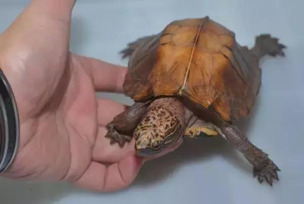 有一种龟为什么叫锯缘龟,锯缘龟八角灵龟