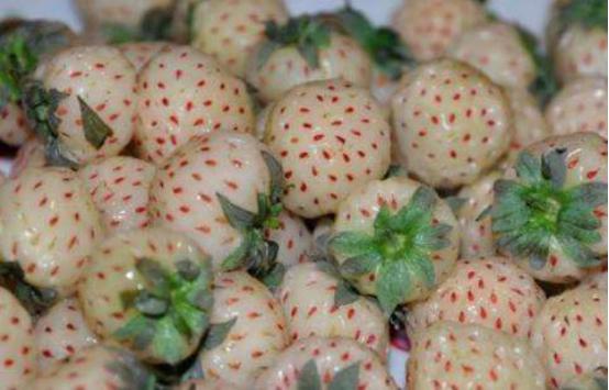 这种奇怪的果子你见过吗,这种水果很罕见