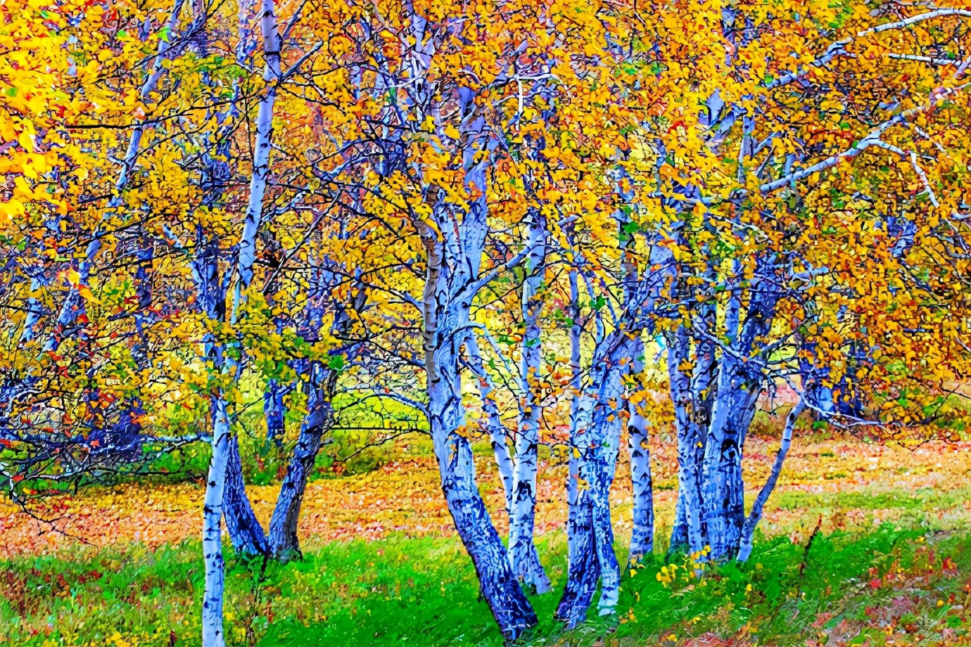 秋季最美的白桦林风景,坝上草原白桦林秋色图片