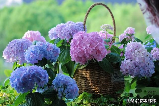 圆锥绣球花后修剪和冬季修剪,绣球无尽夏修剪没有芽点怎么修剪