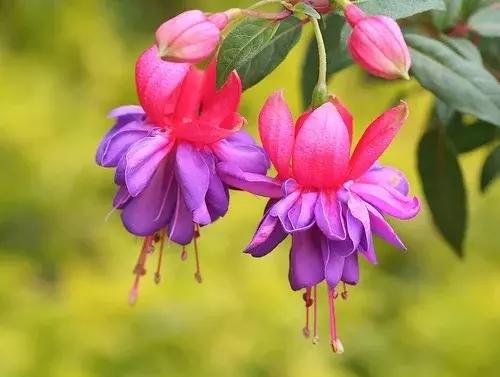 惊艳倒挂金钟,惊艳倒挂金钟图片