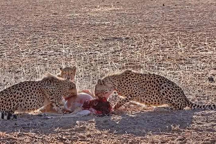 胡狼“大帝”：比平头哥胆子还大的非洲蹭饭王
