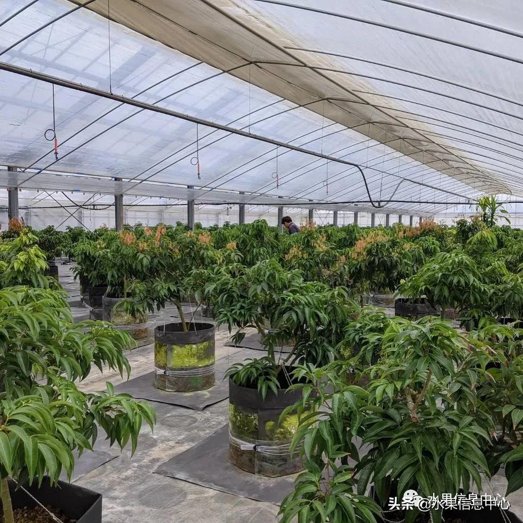 日本农业发达到什么程度？荔枝、香蕉、菠萝竟然用温室来种