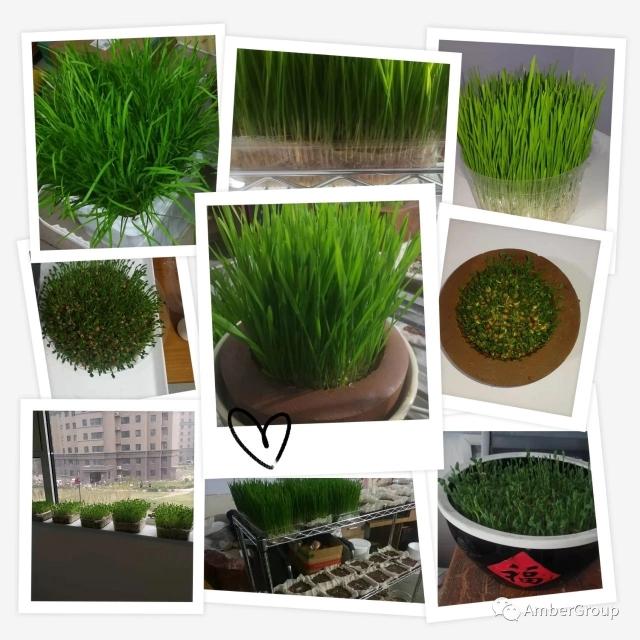 用石头种菜,石头种菜