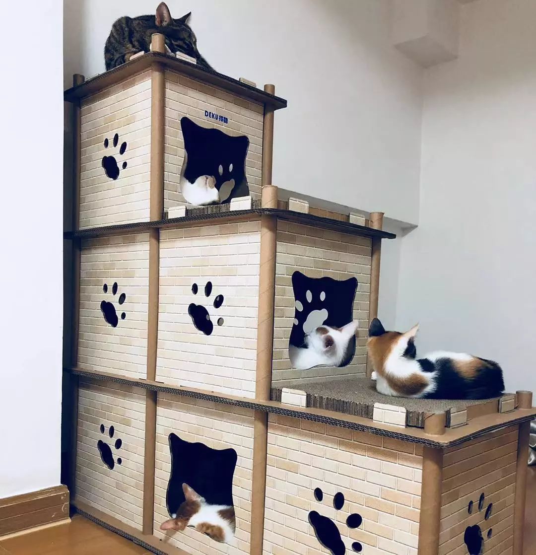 铲屎官旅游小猫咪开门,铲屎官出门猫咪躲床下