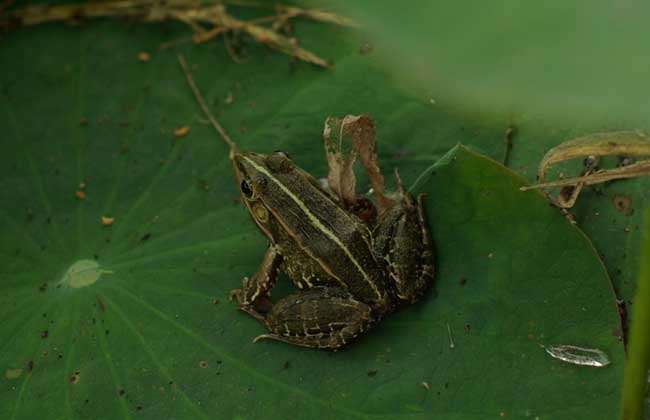青蛙养殖基础知识视频,青蛙养殖的基本常识有哪些图片
