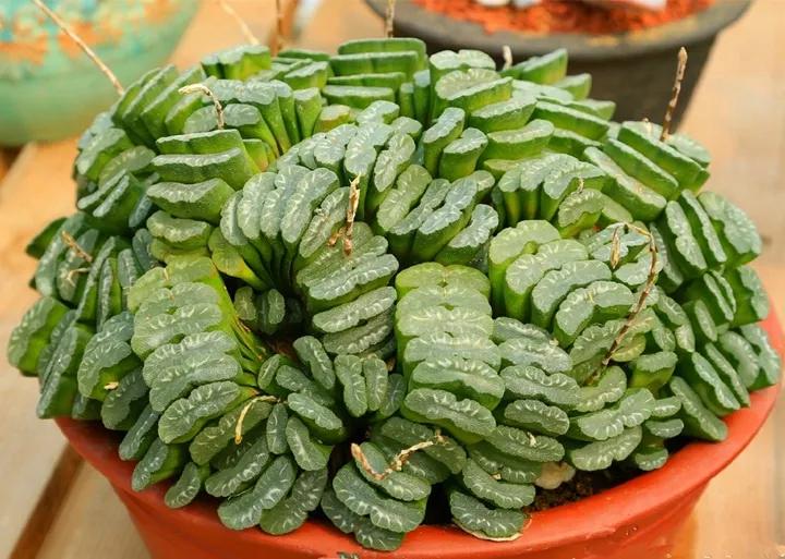 50款最红的多肉一棵多少钱,2021多肉植物掉价最多品种