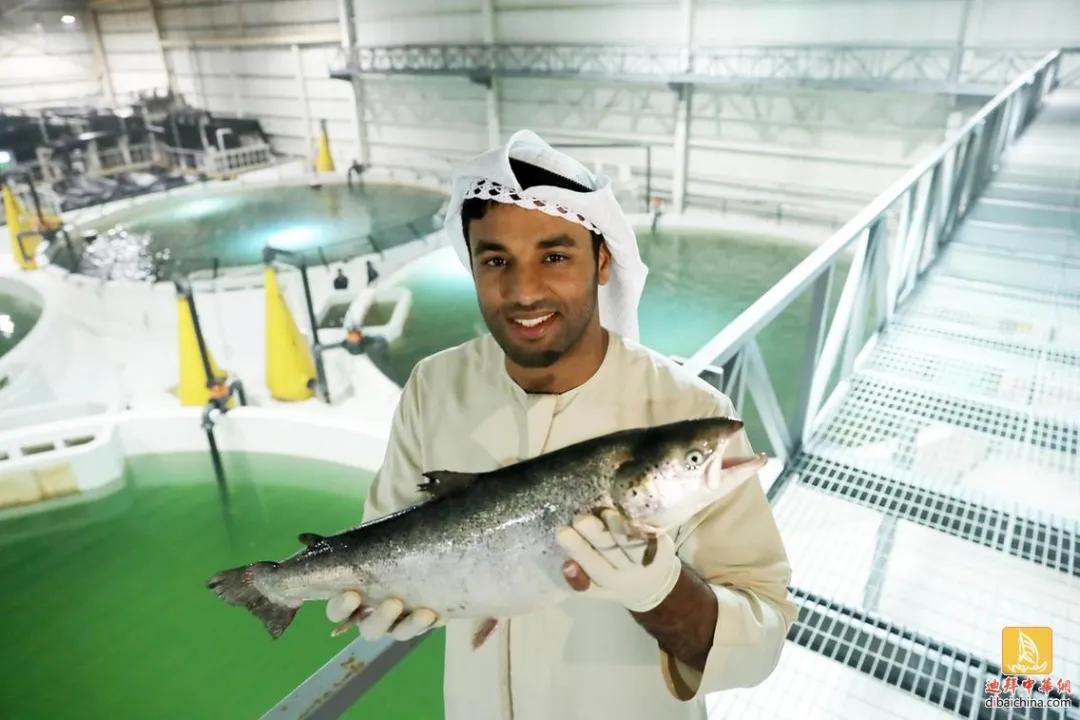 阿联酋的椰枣作用,阿联酋椰枣为什么那么甜