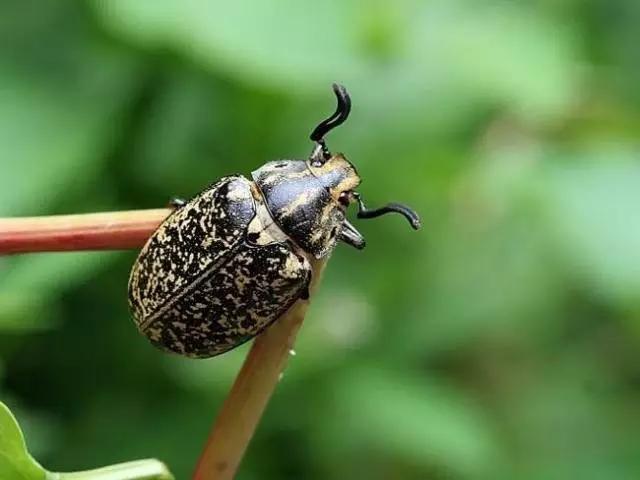 桃园地下害虫怎么治,桃园瓢虫的治理