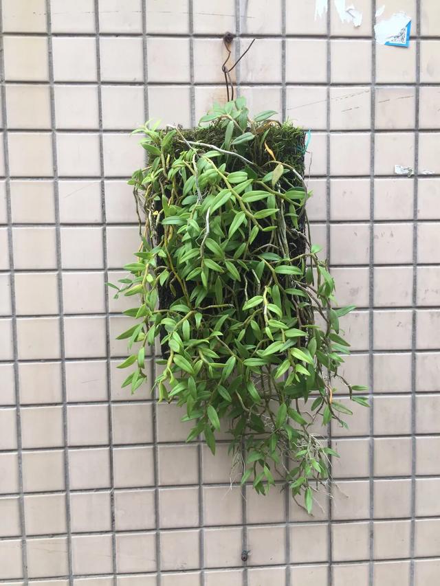 水质酸碱度变化对兰寿的影响,水质的多少对植物幼苗的影响