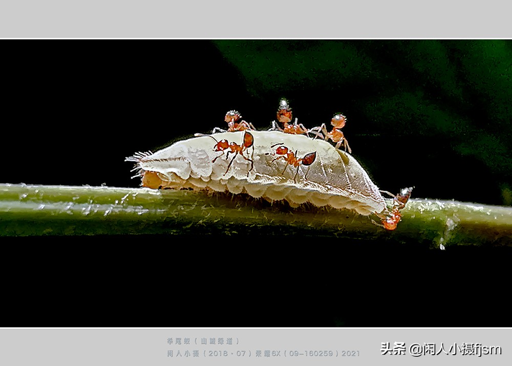 手机昆虫摄影：蚂蚁随处见，手机人人有，有想过用手机拍蚂蚁吗？