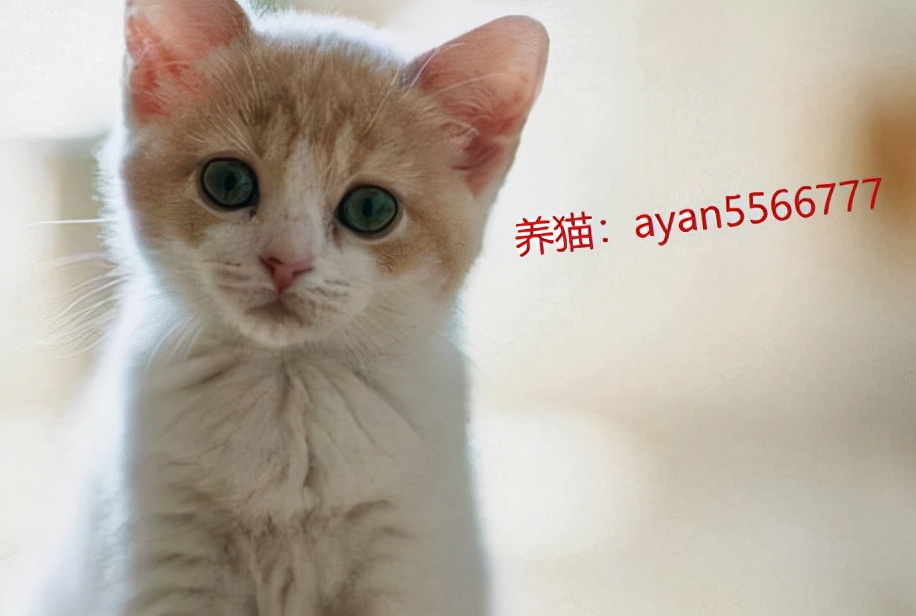 猫航空箱买大的还是小的,猫箱航空箱都有什么品牌