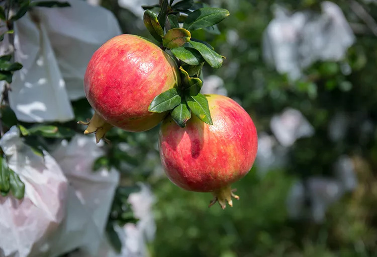 突尼斯软籽石榴怎么辨别生熟,河阴突尼斯软籽石榴特点