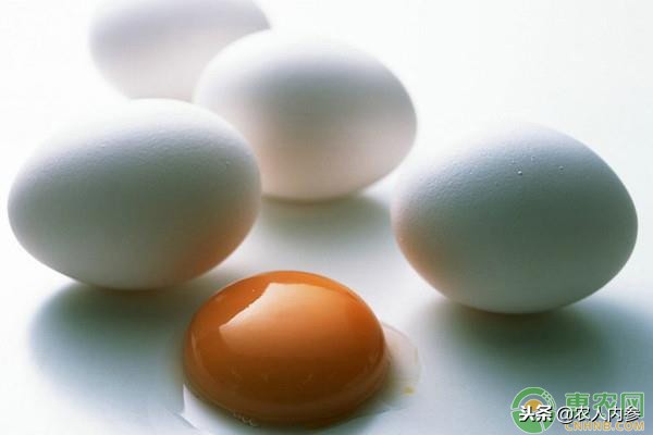 14日菜蛋肉价格