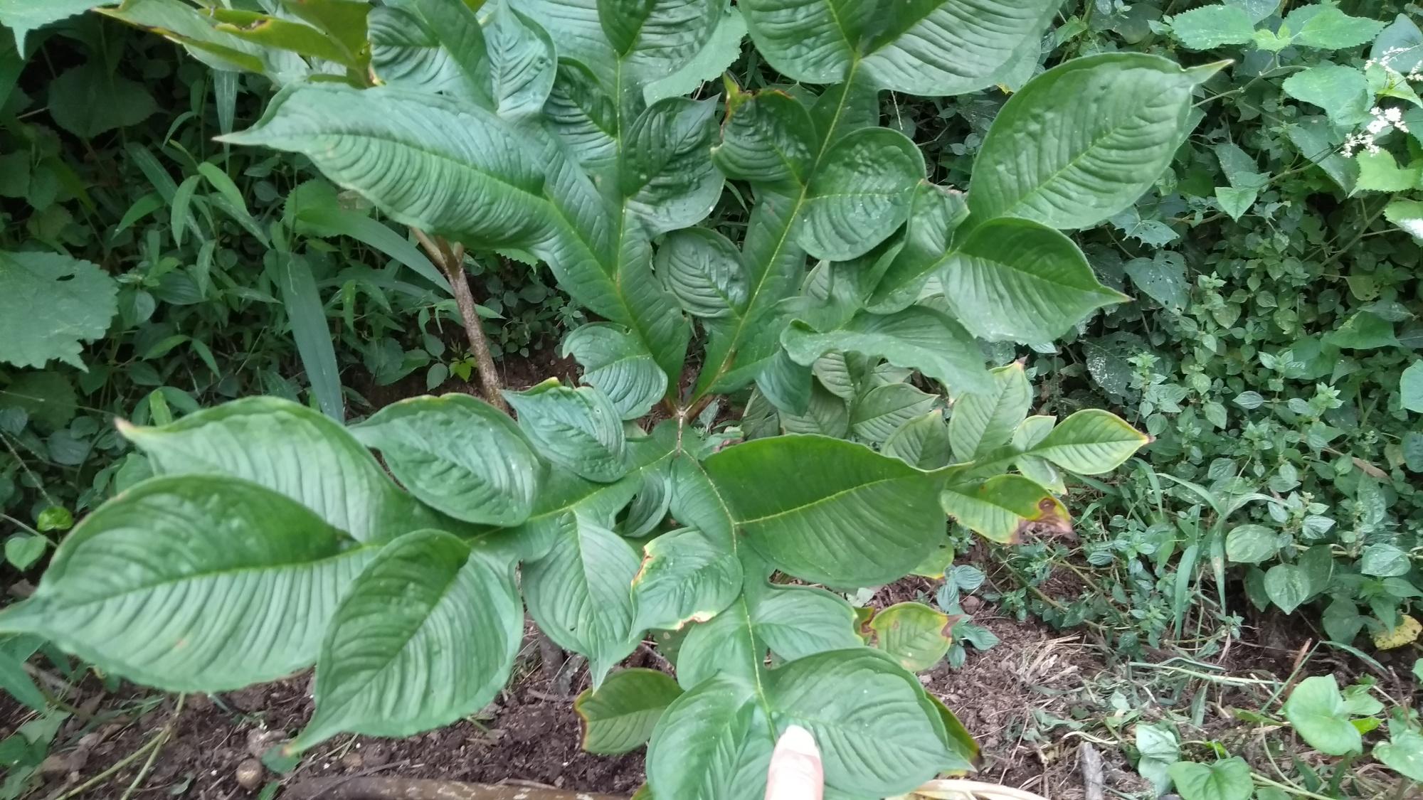 植物做豆腐的原理和方法,农村有种植物果实可以做豆腐