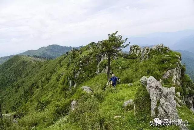 探秘汉中,汉中一村子窜入野生羚牛