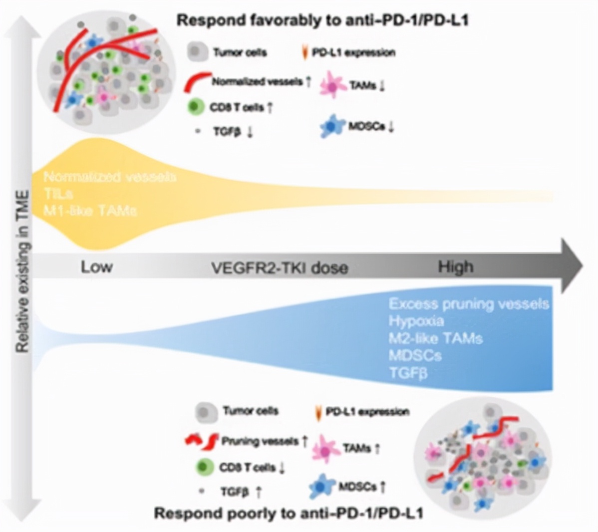 卡瑞利珠单抗联合阿帕替尼,卡瑞利珠联合阿帕替尼适应症
