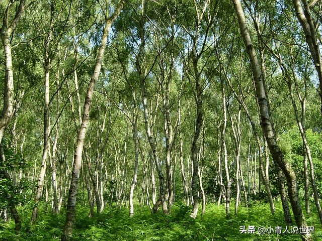 重游英国诺丁汉的真实感受,英国诺丁汉的生活是怎样一种体验