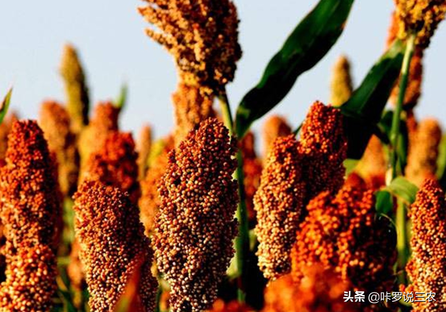 播种高粱教程,高粱种植技术和播种方法