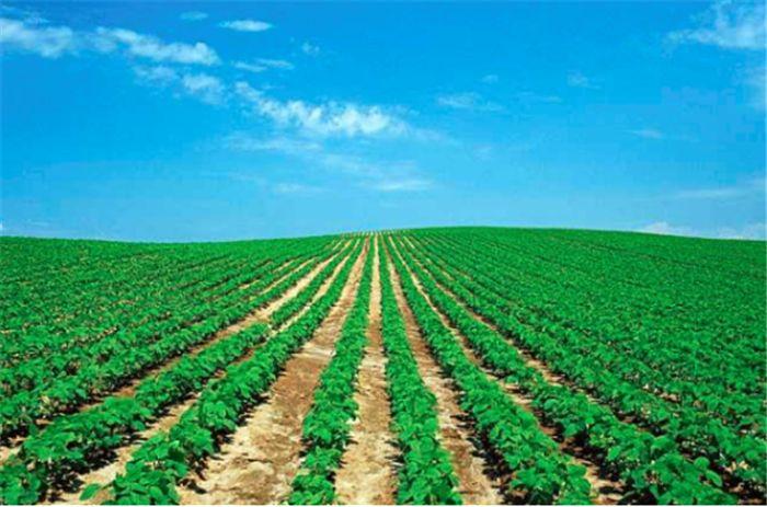 金龙鱼有转基因的产品吗,为什么金龙鱼转基因的还可以卖