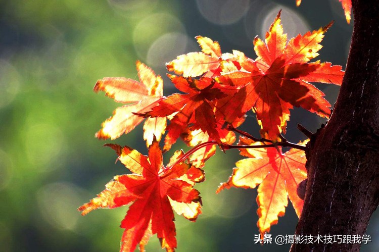 最美红叶拍摄方法,深秋拍摄红叶技巧