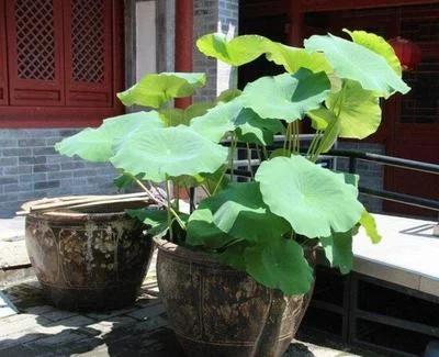 大缸种藕芽视频教程,家庭水缸种藕的方法视频