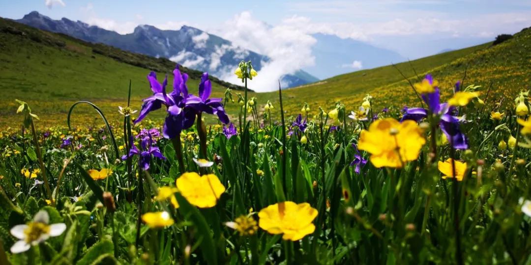 阿坝旅游网官网九寨沟,阿坝夏天二日游推荐