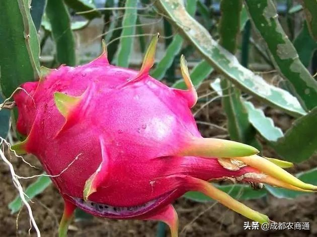 种植火龙果的视频,火龙果的种植技术主蔓何时打顶