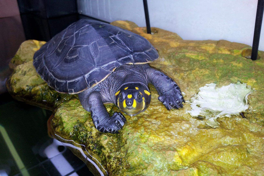 乌龟浮水怎么治疗视频,乌龟浮水怎么治疗最有效