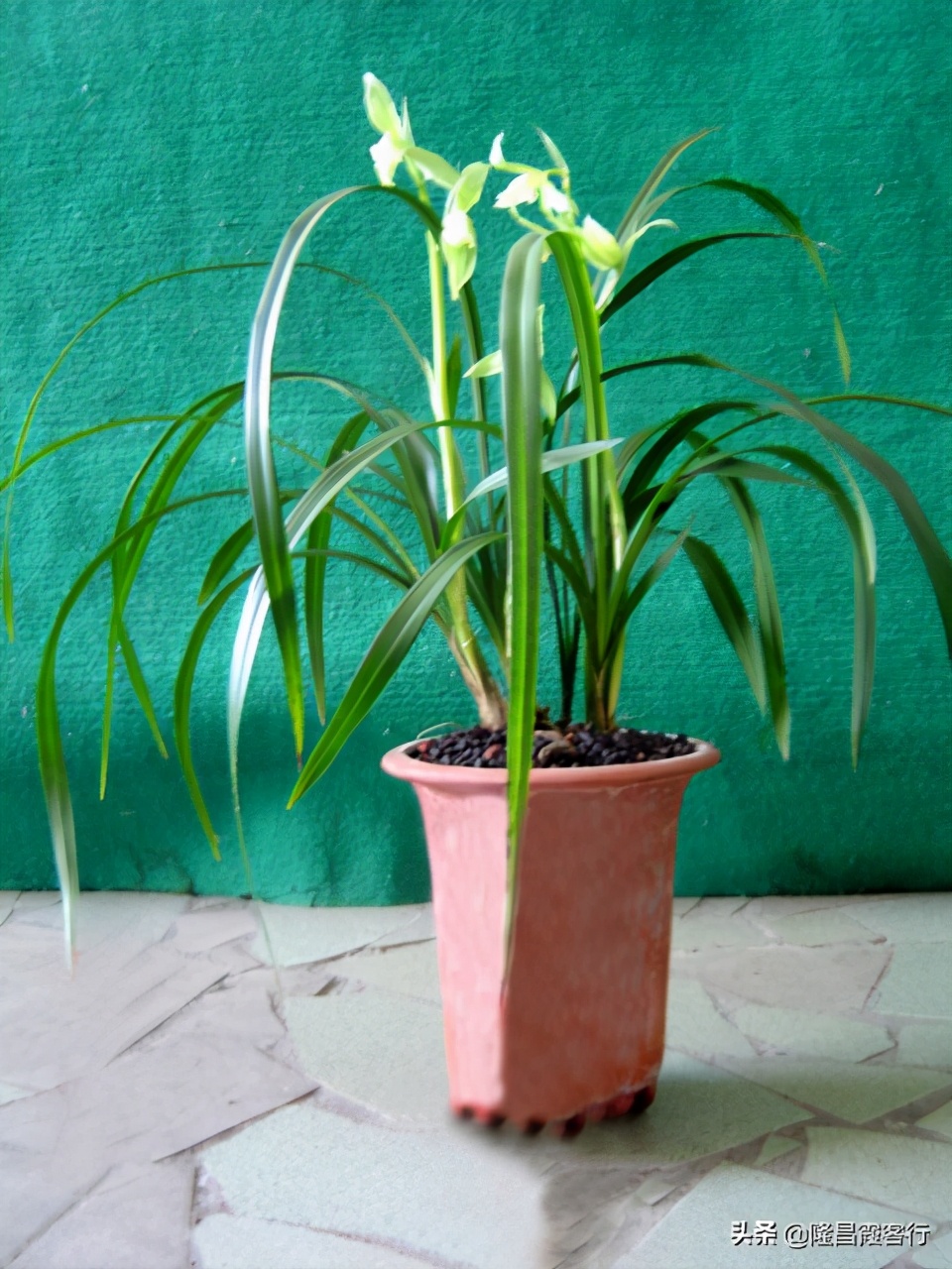 隆昌素“云顶香”险些绝迹的旧事