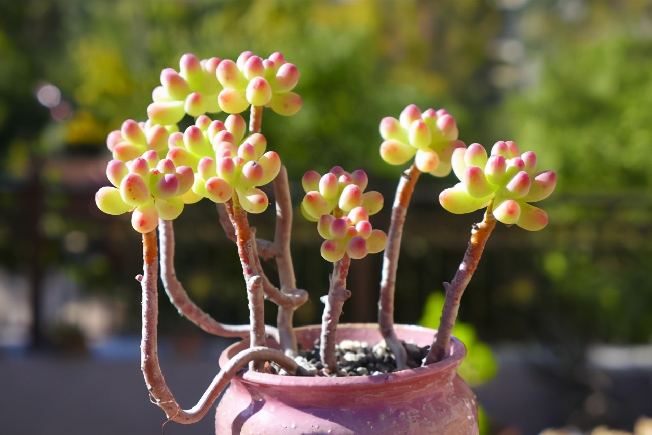 多肉叶片的灰尘怎样处理,怎么清理多肉灰尘视频讲解