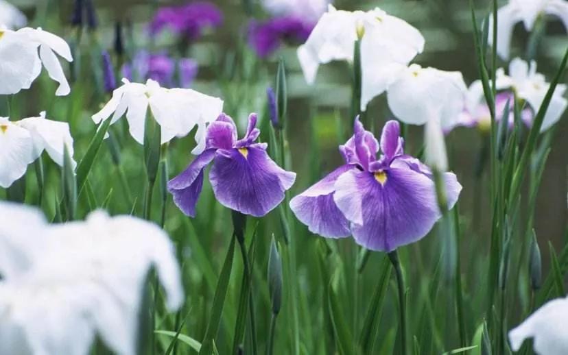 世间发生的一切都是好事,世间美好都会恰逢其时