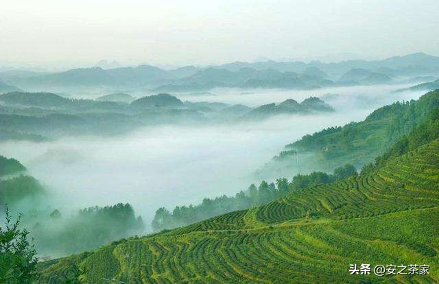 盖碗冲泡绿茶如何避免苦涩,茉莉绿茶怎么冲泡不苦涩