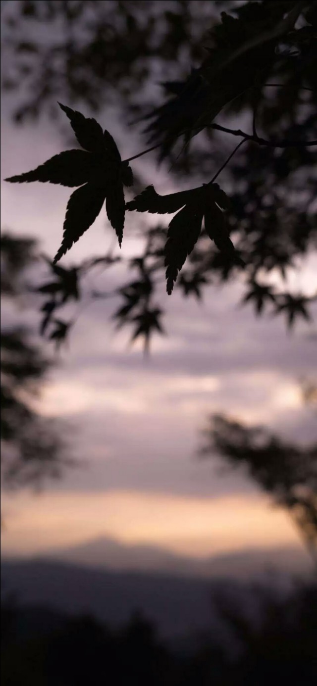 清爽高清壁纸护眼手机壁纸,风景壁纸动态壁纸高清全屏90帧