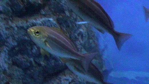 这些诱人的美食你吃过吗,世界上顶级海鲜大全你吃过几种