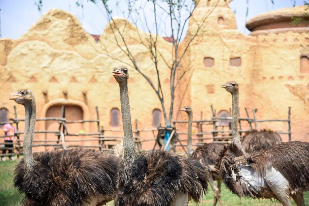 野生动物王国值不值得去,北方新开的动物王国