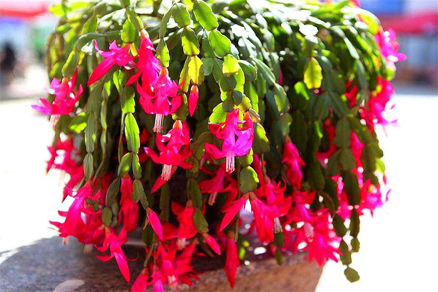 现在正是蟹爪兰的关键花芽分化期,家庭养花蟹爪兰浇水最好方法