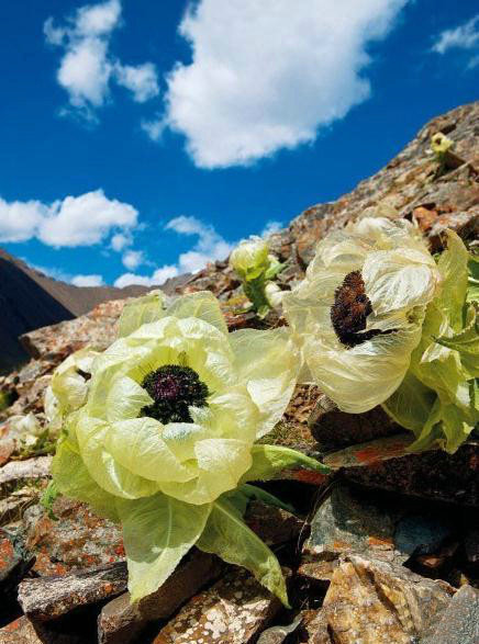 最好记的花名大全,很难得一见的花