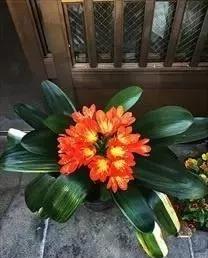 春季给君子兰换盆的正确方法,君子兰有花箭能不能换土换盆