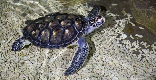 双月湾君廷度假酒店团购直播,惠州双月湾君廷海景房酒店推荐