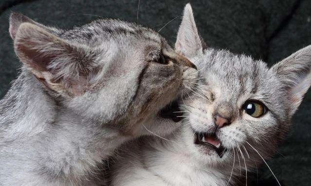 家猫打架意味什么,家猫和猫打架怎么办