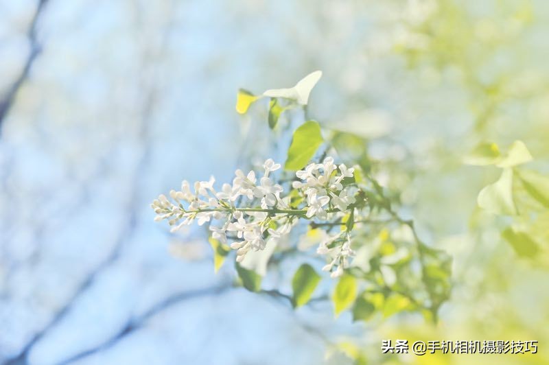 拍花小技巧怎样拍出好看的照片,如何拍花拍出意境
