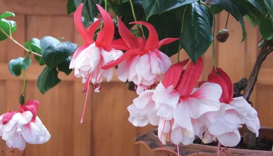 花朵颜值特别高的盆栽倒挂*钟金**，夏天容易挂掉，有什么办法挽救？