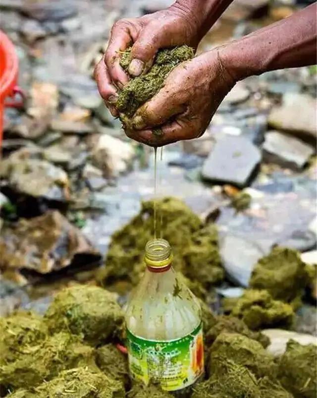 牛瘪火锅奇食记,牛瘪火锅加鲱鱼罐头加臭豆腐