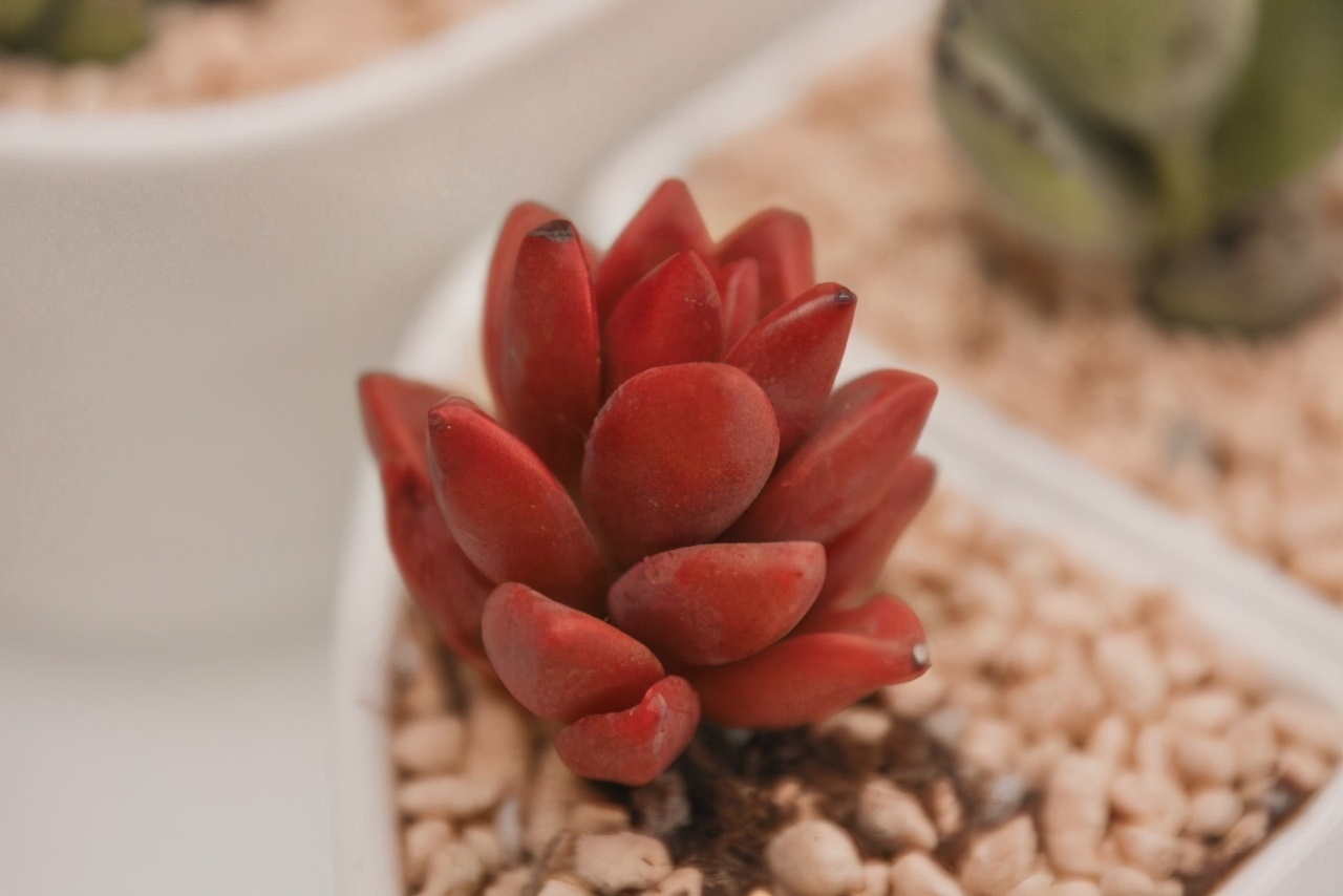 耐热多肉品种大全图片,夏季好养的多肉品种大全