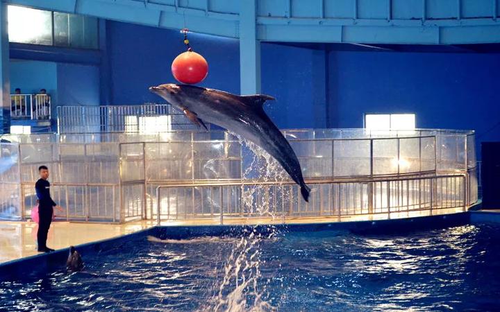 海洋馆的美丽与震撼,亚洲最大室内单体海洋馆