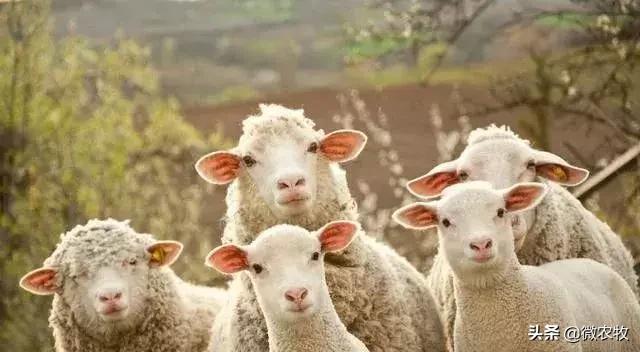 180只母羊怀孕了,一群母羊突然怀孕